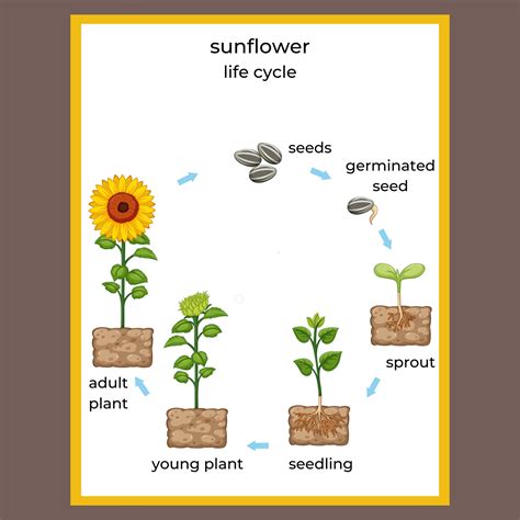 Interactive Pdf Sunflower Plant Life Cycle Differentiated Reading Sunflower Life Cycle Worksheet - Sunflower Life Cycle Worksheet