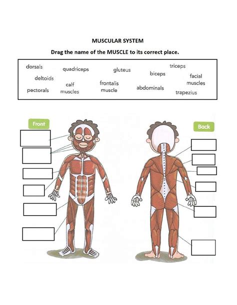 Full Download Interactive Physiology Muscular System Worksheet Answers 
