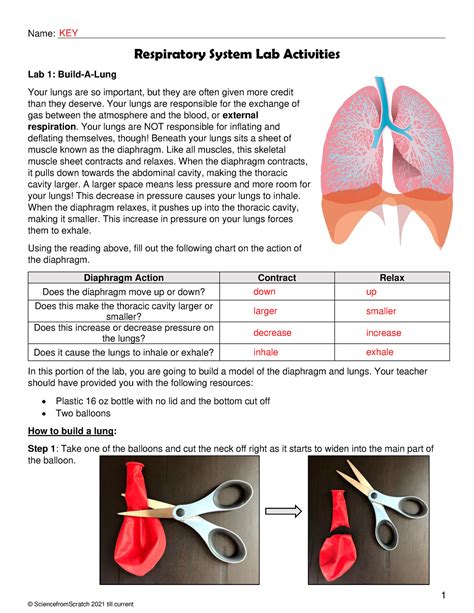 Download Interactive Physiology The Respiratory System Answers 