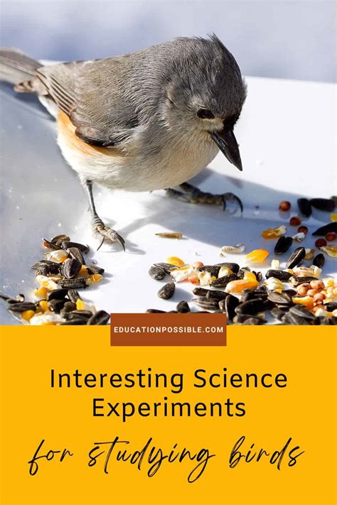 Interesting Bird Experiments For Middle School Science Bird Science Experiments - Bird Science Experiments