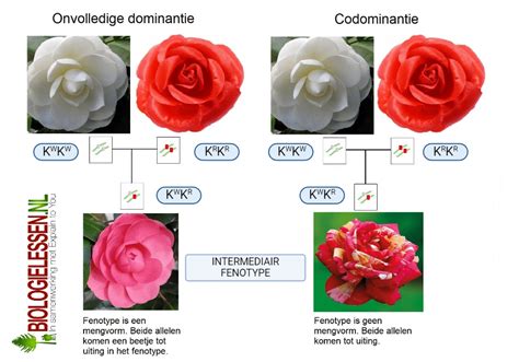 intermediair synoniem