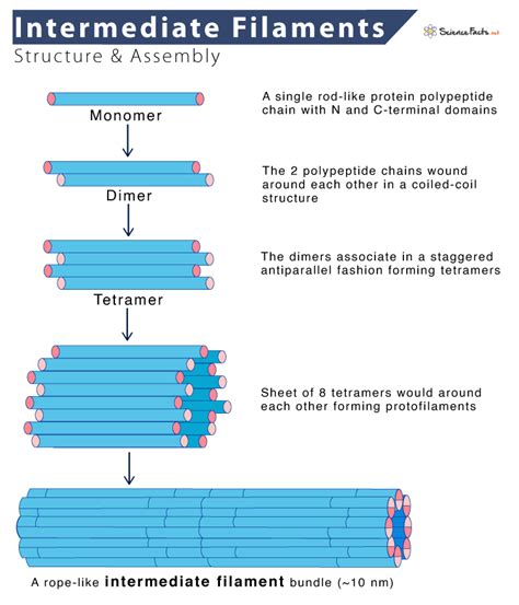Intermediate Filaments Function