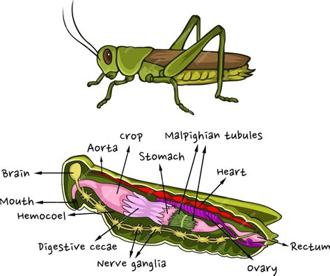 Internal Anatomy Of Grasshopper