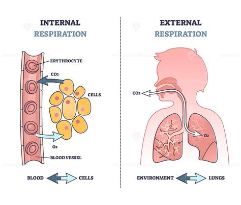 Internal And External Respiration
