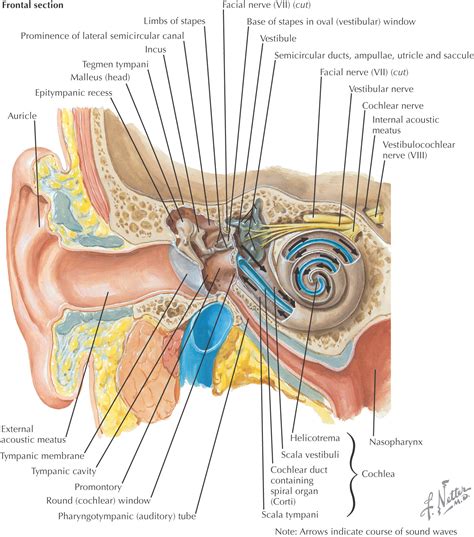 Internal Auditory Canal
