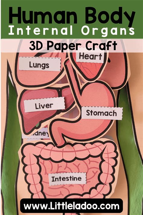 internal human body organs project for kids
