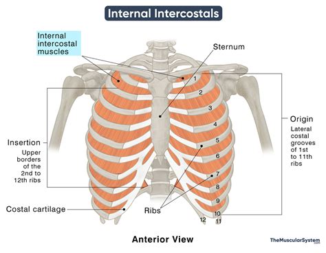 Internal Intercostals Action
