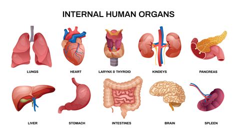 internal organs