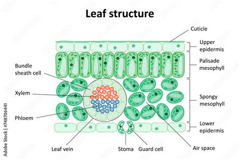 Internal Structure Of A Leaf Answer Key