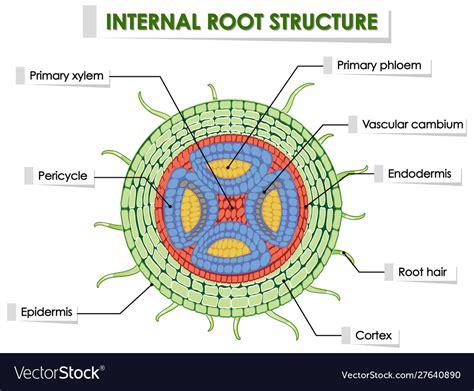 Internal Structure Of A Root Worksheets Learny Kids Structure Of A Root Worksheet - Structure Of A Root Worksheet