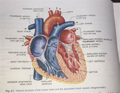 Internal Structure Of Heart