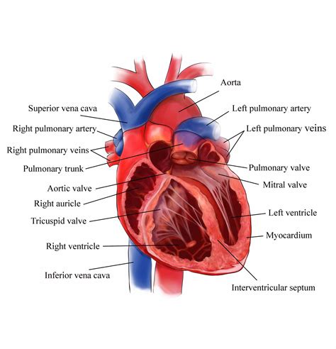 Internal Structure Of Heart Of Scoliodon