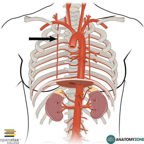 Internal Thoracic Artery