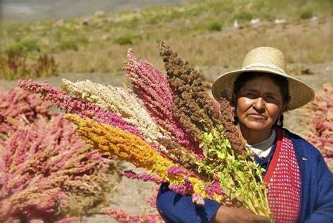 Download International Quinoa Trade Food And Agriculture Organization 