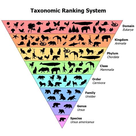 Interpreting Graphics Taxonomy
