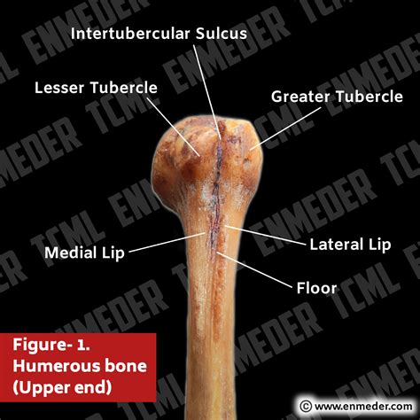 Intertubercular Sulcus