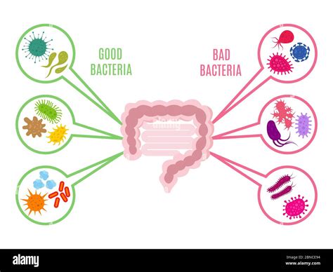 intestinal flora