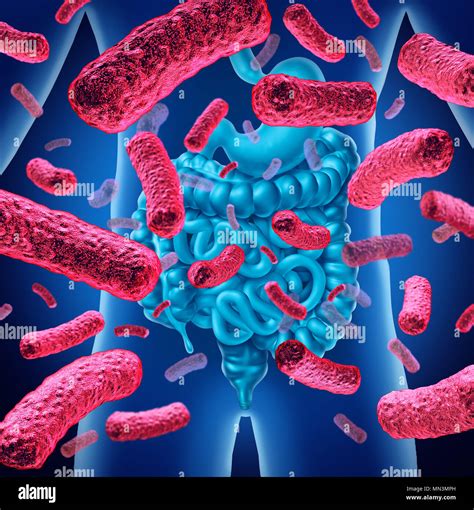 intestinal flora bacteria