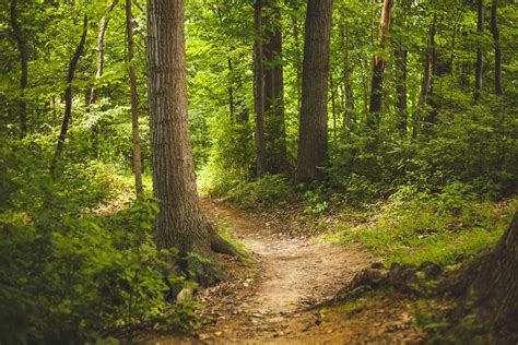 Into The Forest How Trees Can Help You Find Healt