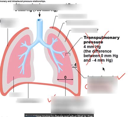 intrapleural pressure Flashcards Quizlet