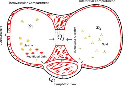 Intravascular Compartment