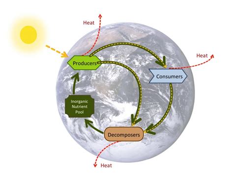 Intro To Biogeochemical Cycles Article Khan Academy Cycle In Science - Cycle In Science