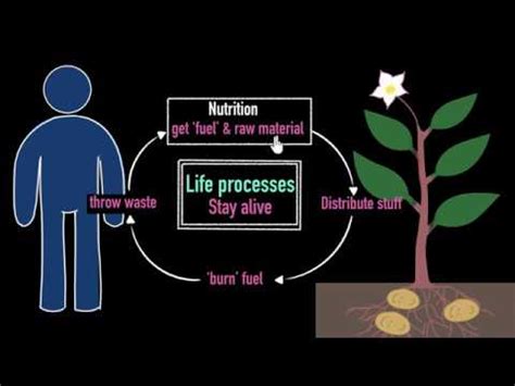 Intro To Life Processes Video Khan Academy Intro To Life Science - Intro To Life Science