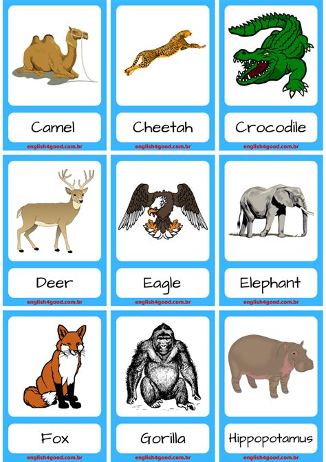 Introduction To Animals Flashcards Quizlet Introduction To Animals Worksheet Answer - Introduction To Animals Worksheet Answer