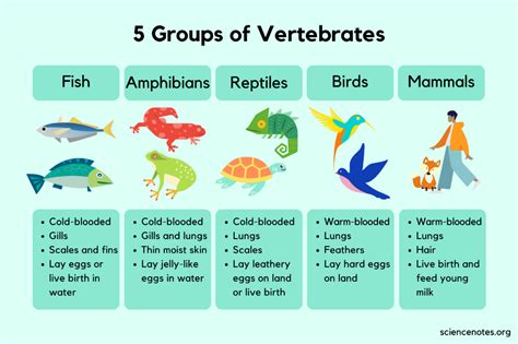 introduction to animals vertebrates