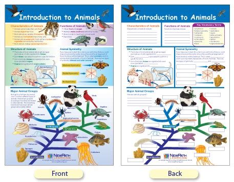Introduction To Animals Worksheet Key Introduction To Animals Crossword Answer Key - Introduction To Animals Crossword Answer Key