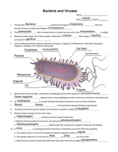 introduction to bacteria and viruses worksheet answers