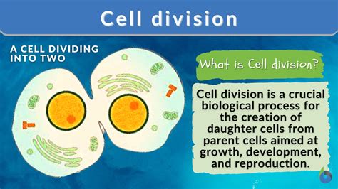 Introduction To Cell Division With Definitions Of Mitosis Division Introduction - Division Introduction
