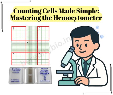 Introduction To Counting Cells How To Use A Hemacytometer