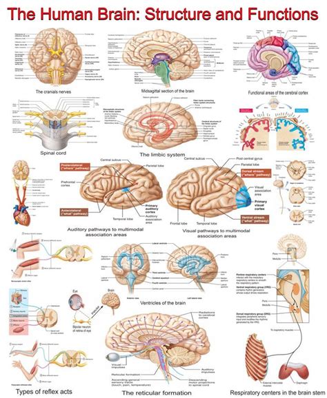 Introduction To Human Brain