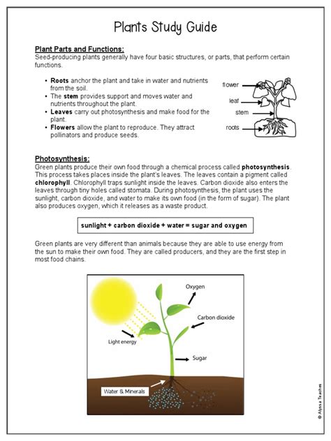 Introduction To Plants Study Guide Answers
