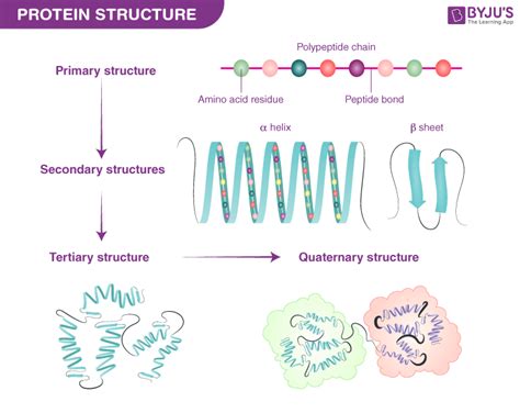 Introduction To Proteins Structure Function And Motion Chapman Hallcrc Mathematical And Computational Biology