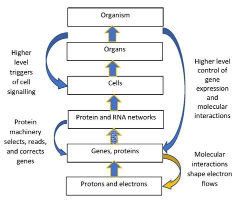 Download Introductory Physics In Biological Context An Approach To 