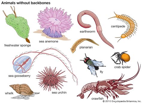 invertebrate animals