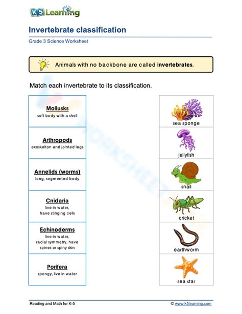 invertebrate classification answer sheet