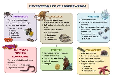 invertebrates classification