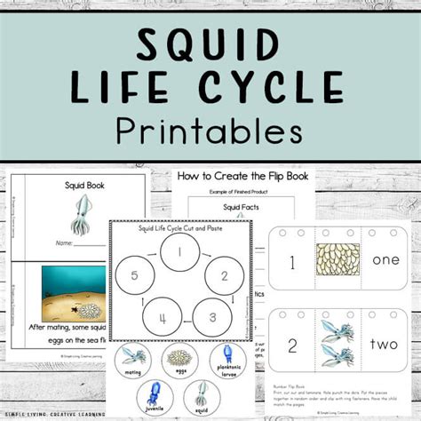 Invertebrates Wheel Printable Worksheet Squid Anatomy Worksheet - Squid Anatomy Worksheet