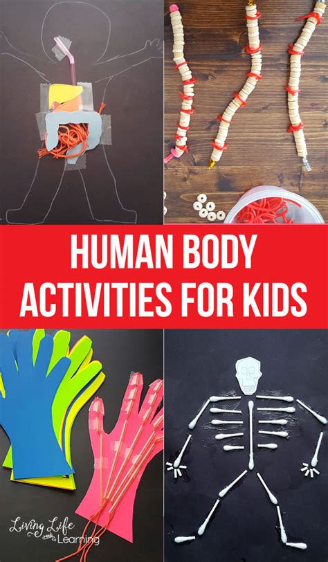 Read Online Investigating The Human Body On Site Student Activities 