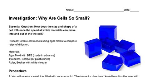 Investigation Why Are Cells So Small Cell Size Worksheet Answer Key - Cell Size Worksheet Answer Key