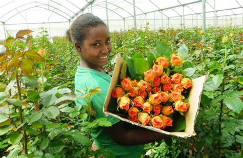 Full Download Investing In Ethiopia Floriculture 
