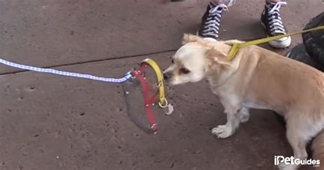 Invisible Leash Dog