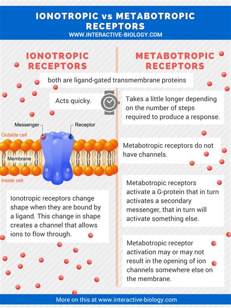 Ionotropic Vs Metabotropic