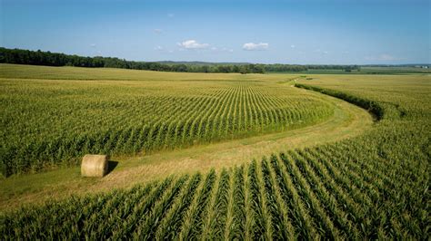 iowa corn