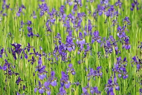 iowa iris