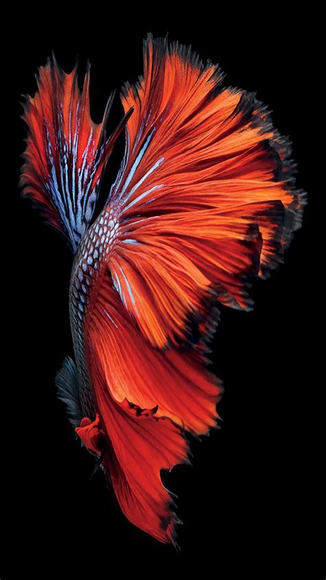 Iphone 6s Fish Wallpapers 75 Images Iphone 6s Wallpapers Fish - Iphone 6s Wallpapers Fish
