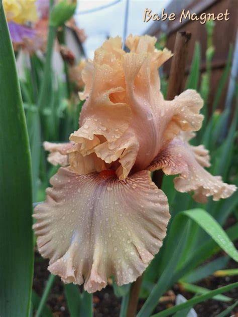 iris babe nude